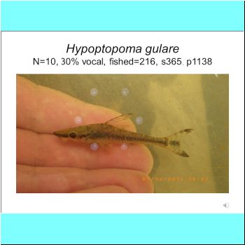 Hypoptopoma gulare.png